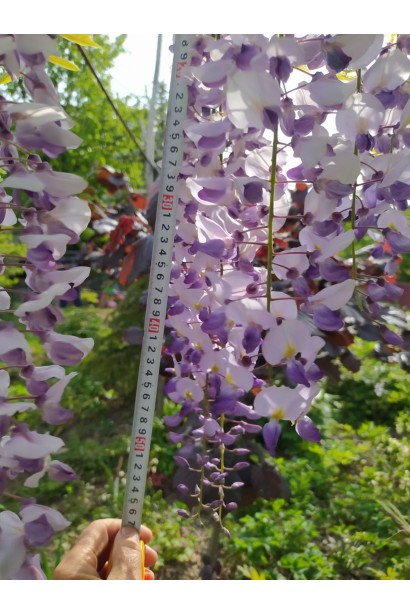 Выстерия на арке с кистями более 80 см